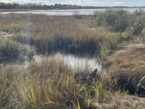 salt marsh