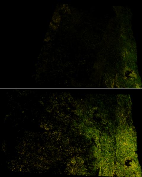 Visualization from CropScape.