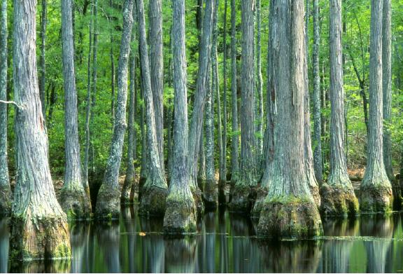 Bald Cypress