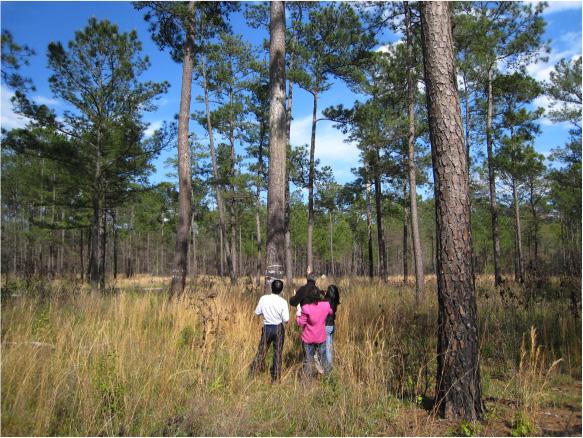 Longleaf Pine