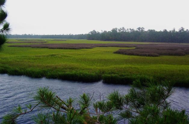 Saltwater Marsh