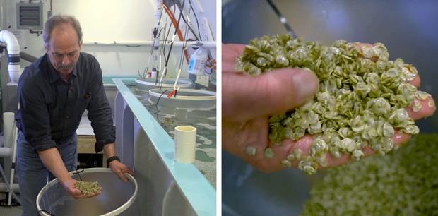 Left, Bill Mook with handful of tiny oysters. Right, closeup image of oysters.